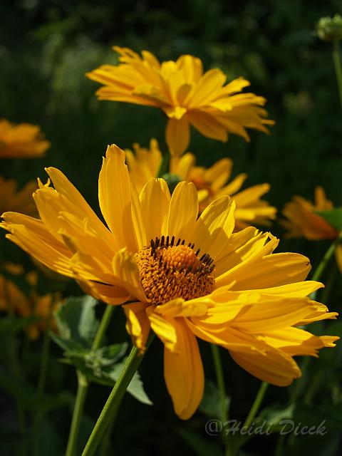 Heliopsis Venus.JPG